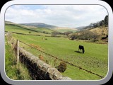 Mossey Lea